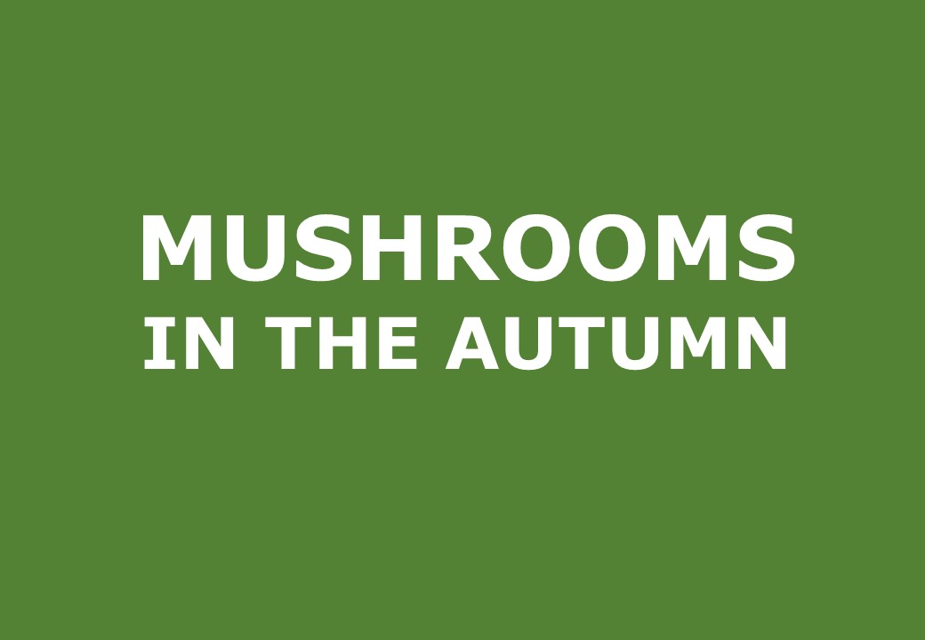 Mushrooms in the autumn